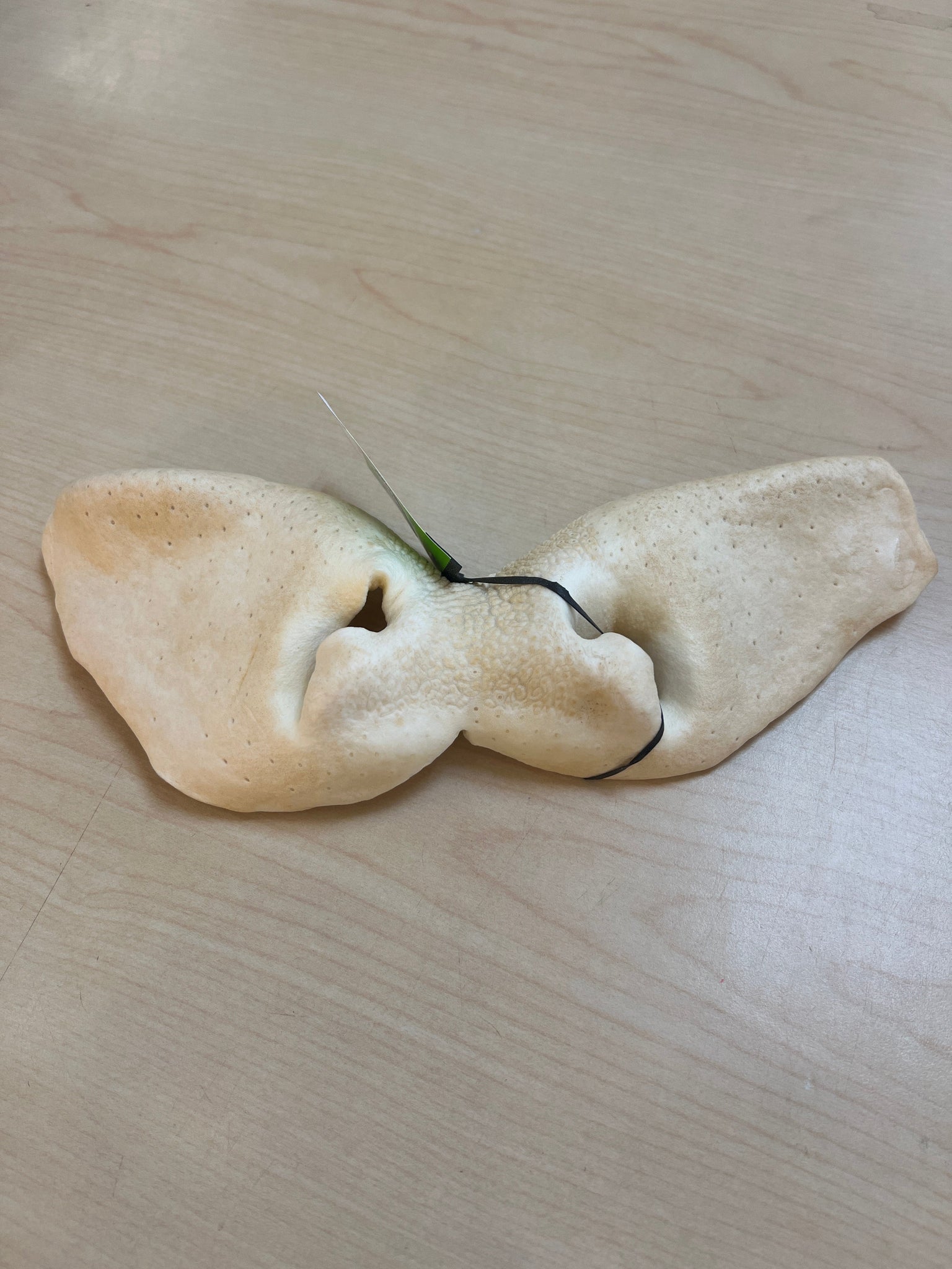 Cost Less Dog Treat Puffed Cow Snout